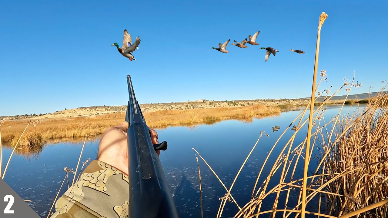 CALIFORNIA Duck Opener 2024 | Public Land Duck Hunting