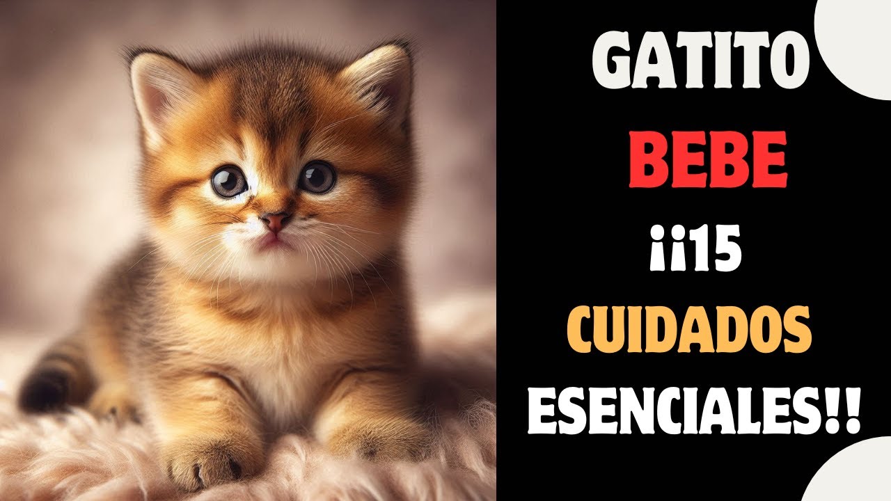 How to care for a baby kitten? 15 essential care tips you should know