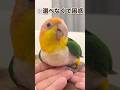 パパとママどっちを選ぶ？→困惑する鳥が可愛すぎたww【シロハラインコ】 #shorts