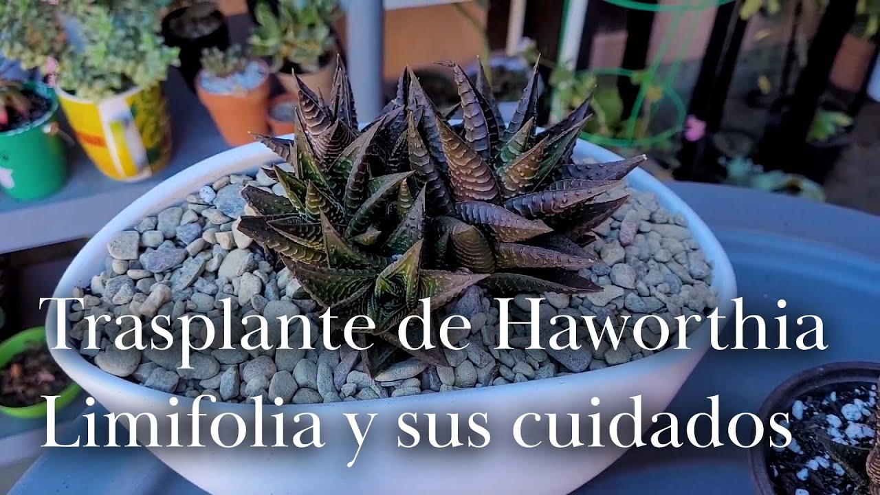 Trasplante de Haworthia Limifolia y sus cuidados - YouTube