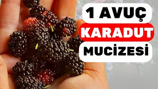 Akşamları 1 Avuç Karadut Vücudunuza Bunları Yapıyor Dutun Faydaları Ve Zararları Nelerdir?