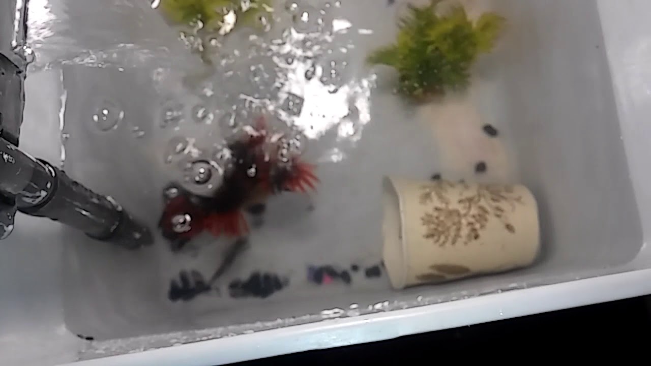 My rosey red minnow breeding tank!!! YouTube