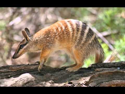 Video: Luan marsupial: foto, informacion, përshkrim