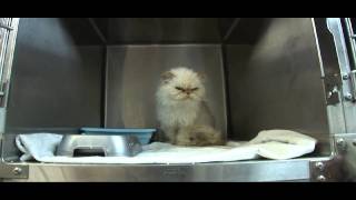 Bishop Ranch Veterinary Center & Urgent Care's Boarding Department