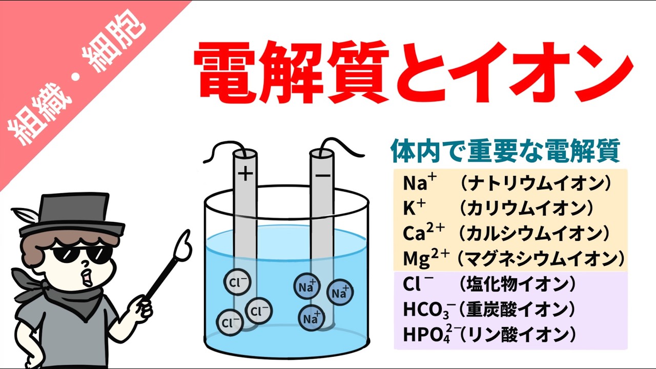 【解剖生理学の基礎】電解質とイオンをわかりやすく解説