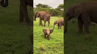 Suara Anak Gajah Lucu Dan Unik  Dengarkan Panggilan Imutnya Bikin Hati Adem shorts gajah hewan