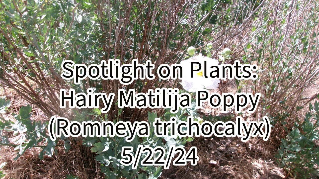 Spotlight on Plants: Hairy Matilija Poppy (Romneya trichocalyx)- 5/22/24