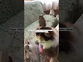 Также всегда необходима помощь с кормами🙏🏼+79278920802