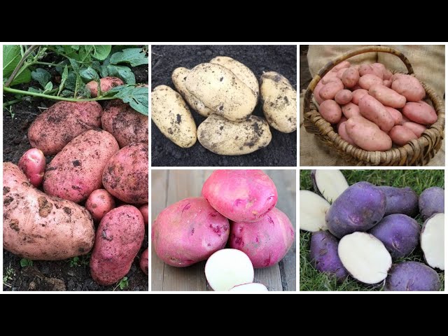 Пять сортов семенного картофеля из линейки Сарпо. Новинки!