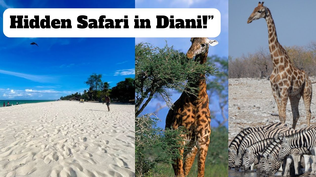 “Bora Bora Wildlife Park Diani, Kenya 🌿 Hidden Safari Near the Beach!