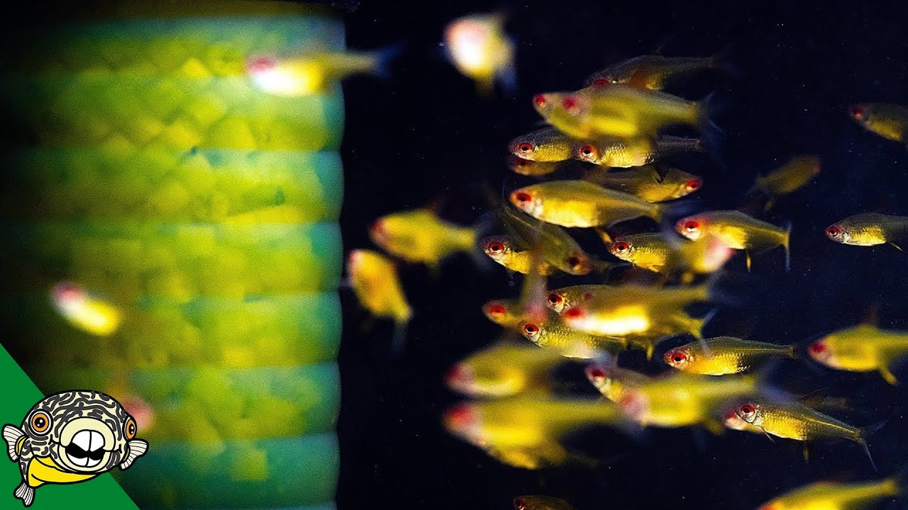 Play: A calm, educational guide to breeding aquarium fish