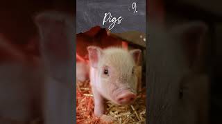Top 10 Cutest Animals in 60 Seconds