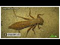 8 Boss Invertebrates That Eat Whatever They Want