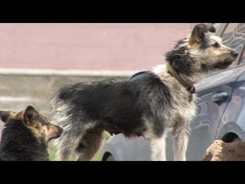 Бездомные собаки в Новоуральске