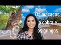 Um dia na praia paradisíaca com macacos, cobra e gringos