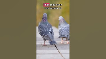 The Unique Navigation Skills of Homing Pigeons: How Do They Find Their Way Home?| #animalfacts