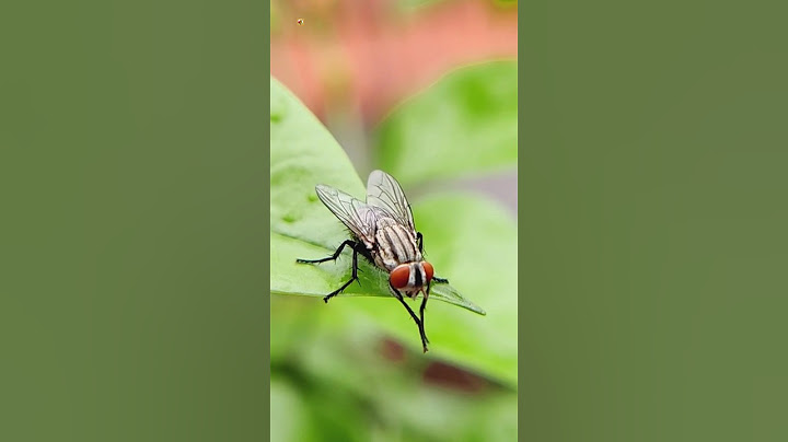Housefly Sound - Flies ❤️ (1)