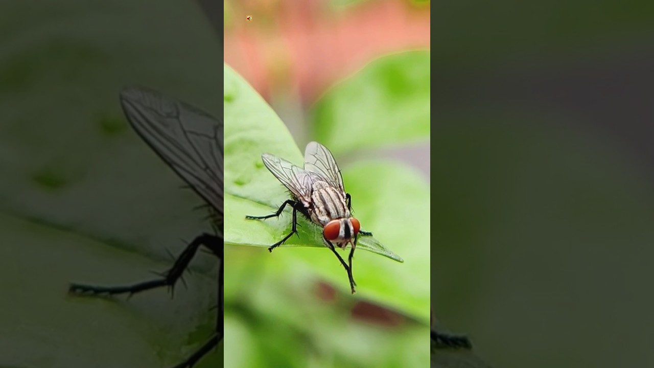 Housefly Sound - Flies ❤️ (1) 