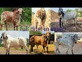Best Gir Bull In Gujarat Gaushala kartik, devdatt, mohan, kano, raj morlo karan full ditel in video