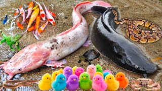 Wow! Menangkap Ikan Lele Albino Dalam Lubang Ada Ikan Gabus, Lele Jumbo, Ayam Lucu, Ular, Ikan Koi