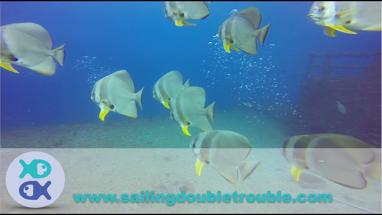 DIVING the wreck of  'HMAS  Brisbane' ||scuba diving || Australia