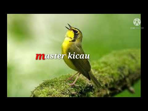 masteran suara burung kecil tembakan tajam jernih dengan jeda, cocok sekali buat masteran
