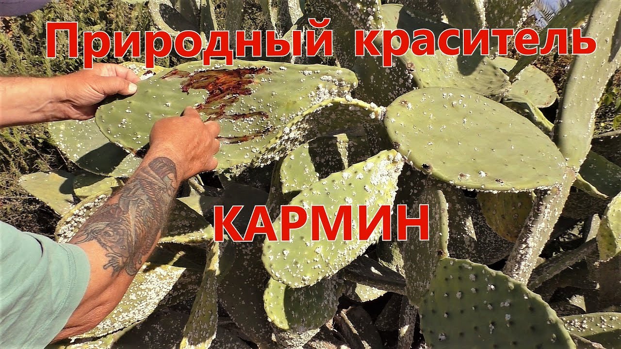 Природный краситель Кармин.Кошениль / Natural dye carmine. Cochineal