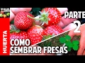 Cultivo de fresas - Parte 2 -  Cuándo y Cómo transplantar @cosasdeljardin