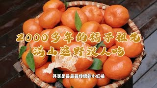 吃到了《典籍里的中国》屈原的同款橘子，可惜2000多年，却在消亡