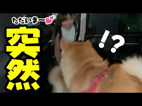 突然、居るはずの無い旅行中の娘が車に乗って来たら柴犬姉妹の反応は…3日ぶりの再会へ