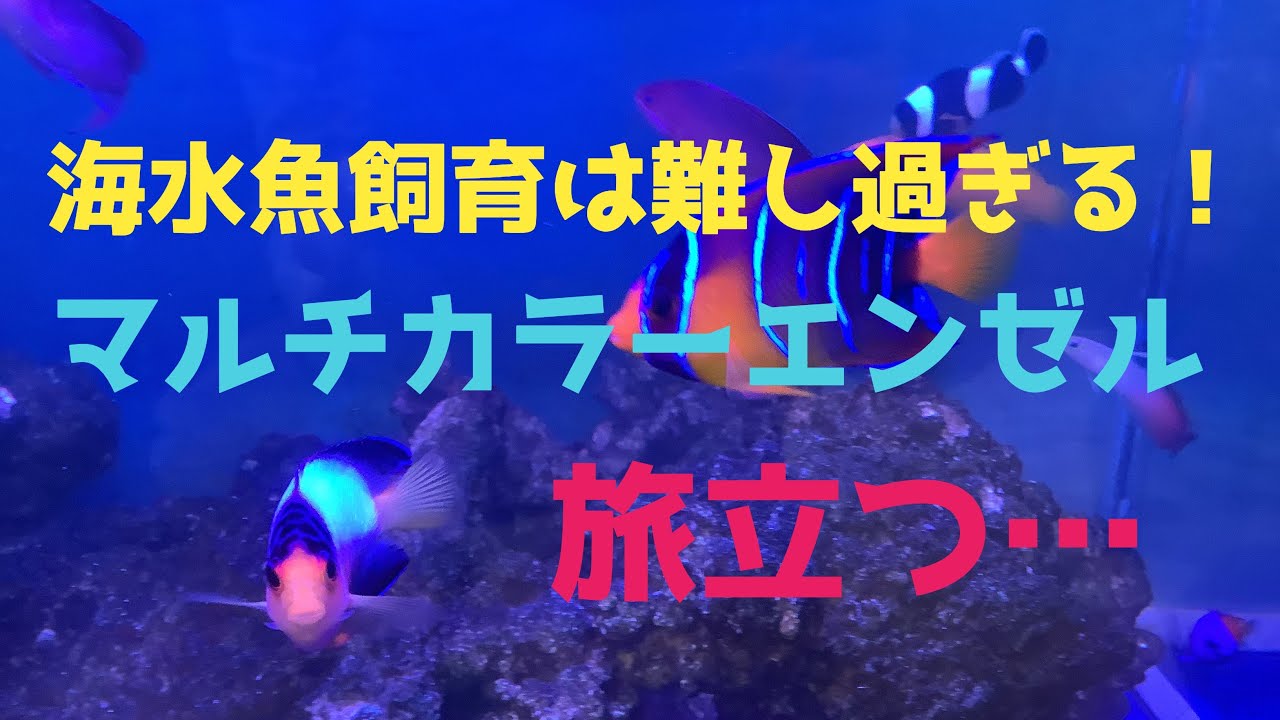 2022/6/9木曜日マルチカラーエンゼルが旅立つ…海水魚飼育の難しさに 
