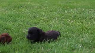 Shorkie Poo Puppies For Sale