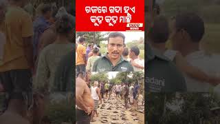 ରଜରେ ଗଦା ହୁଏ କୁଢ଼ କୁଢ଼ ମାଛ News |Shorts_Video |Bhadrak |Fish |Saten_News