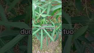 ngaji roso dungo wong tuo #ngajiroso #petuahjawa #pituturjowo #wongjowo #shorts