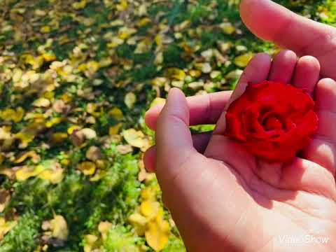 عهدٌ وولاء//معاً يا زوجتي نمضي//المنشد بلال الاحمد