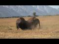 Incredible Bison Battle