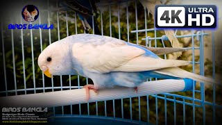 Budgerigar Bird Classic | 4K Ultra HD Video | Birds Bangla bd screenshot 2