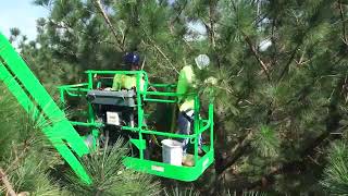 Arborgen Cone Harvesting