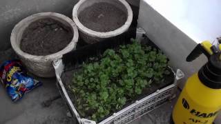 Best Way To Growing Coriander From Seeds In Soil Part-2 (Urdu/Hindi)