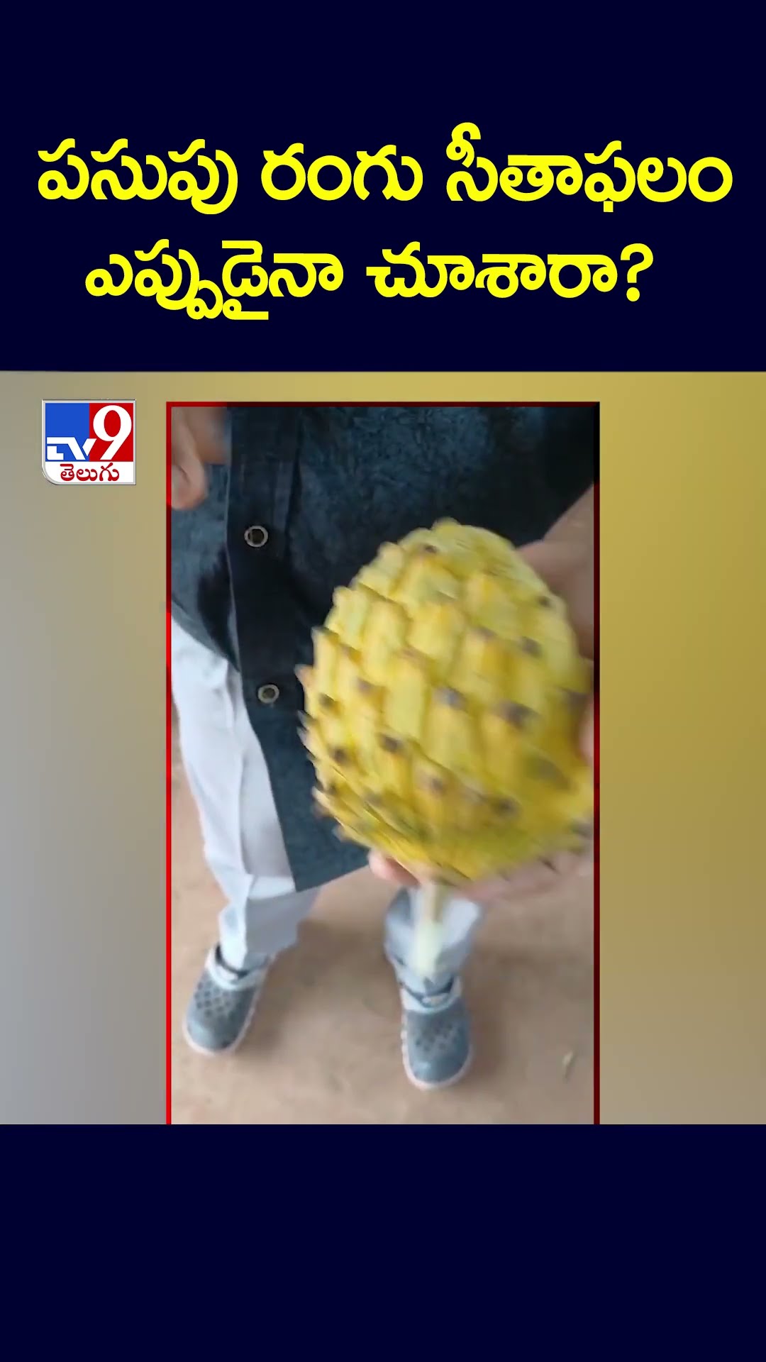పసుపు రంగు సీతాఫలం ఎప్పుడైనా చూశారా? - TV9