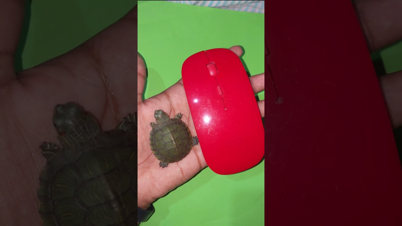 💚Baby Turtle vs Mouse💚¦ Turtle Boza 🐢size VS 🖱️size 