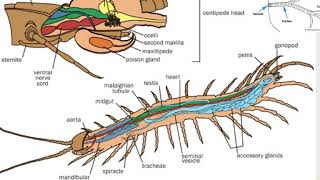 AFF, Myriapoda