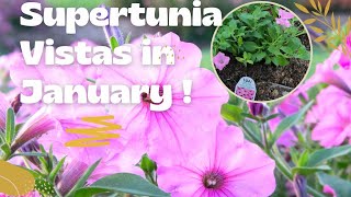 Shopping Hagan Ace Hardware Garden Center 🌱Planting Supertunia Vista 🌸 Farrah's Garden Diary