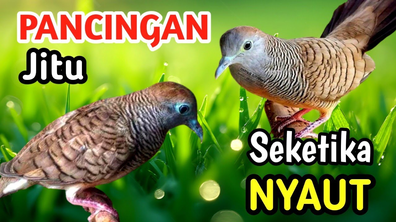 Masteran Perkutut Pancingan Cepat | Fast Response Bird Training Sound