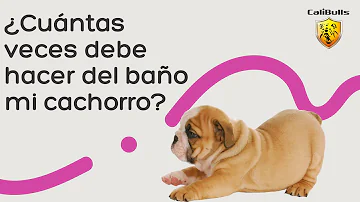 ¿Cuántas veces al día debe hacer caca un cachorro?