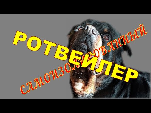 САМОИЗОЛИРОВАННЫЙ РОТВЕЙЛЕР ДЮША.Дрессировка и воспитание собаки