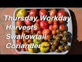 BIG HARVESTS in a Small Cottage Garden | Garden Workday