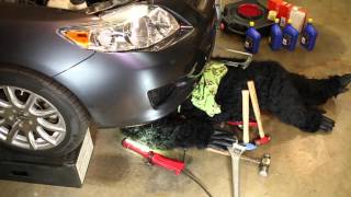 Five Little Monkeysplus Momma