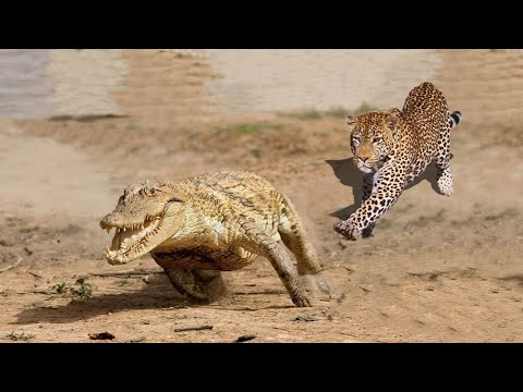 Видео: Крокодила Сьели Заживо! Этот КРОКОДИЛ Связался Не с Теми Соперниками...