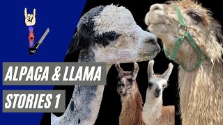 Llama & Alpaca Shearing Stories 1
